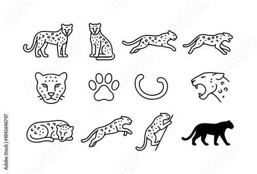Leopard Line Icon Set. Leopards. Line icon set of Leopards: stan