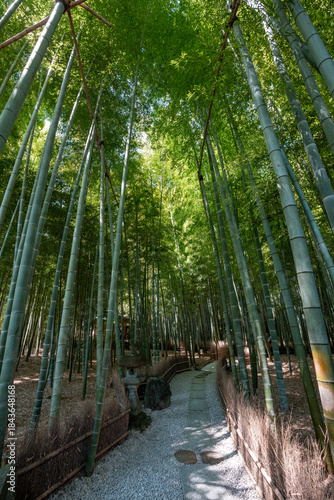 [神奈川県]鎌倉・報国寺の竹林