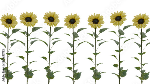 Row of Yellow Sunflowers with Green Stems and Leaves Isolated on White Background