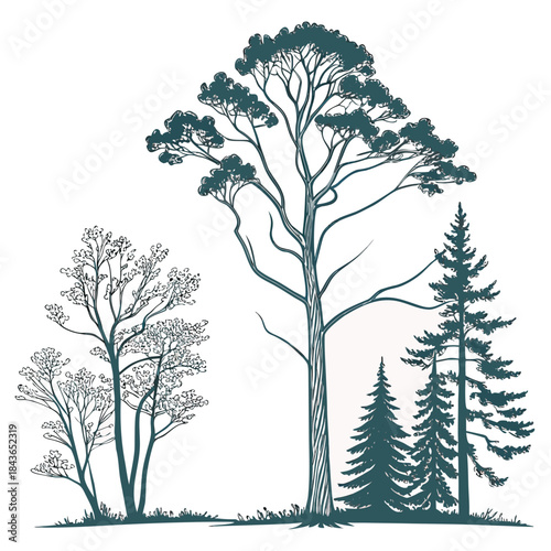 A stylized illustration of a forest scene featuring a tall pine tree and several evergreen conifers in silhouette against a white background with subtle color washes