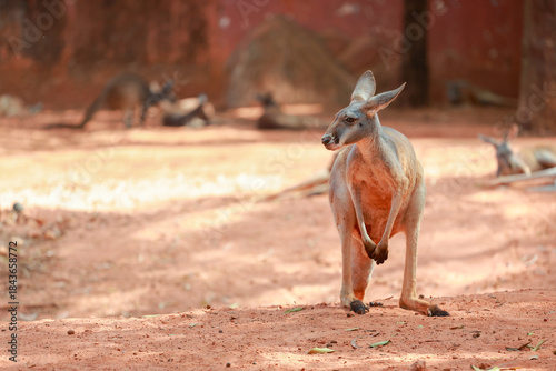 Photos The red kangaroo is stay and eat grass in garden
