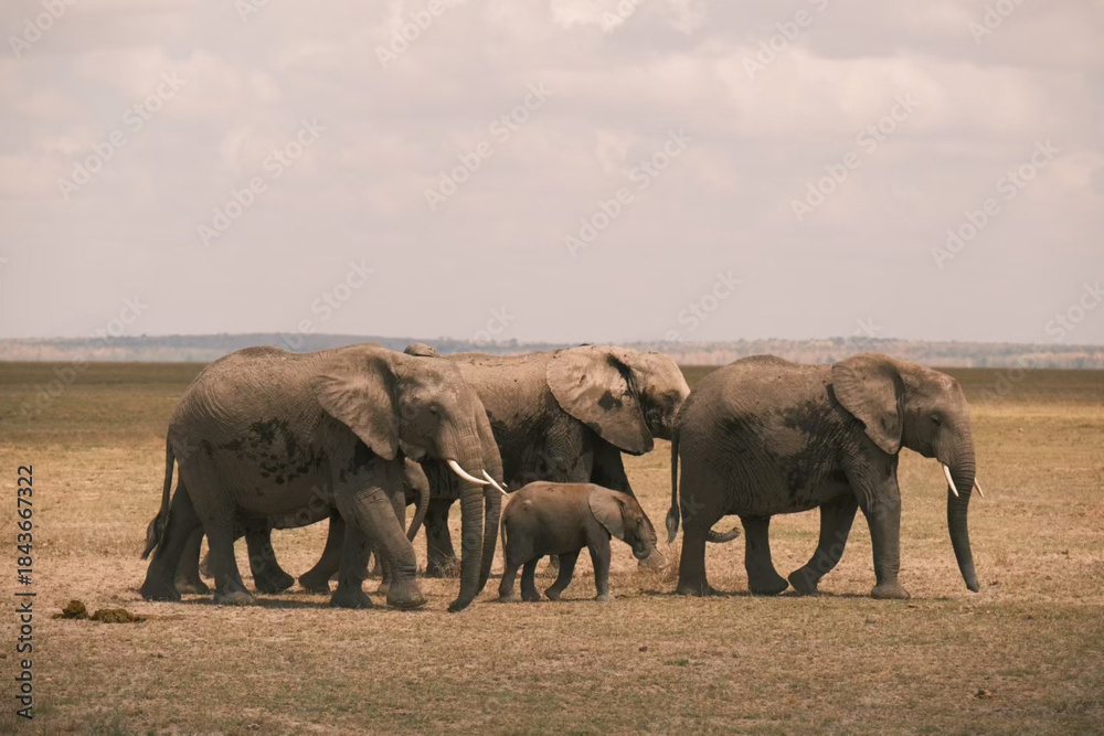 Fototapeta premium Elephant bull hanging around and searching for food and water in the Kruger National Park 