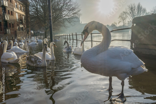 Swans on a flooded river