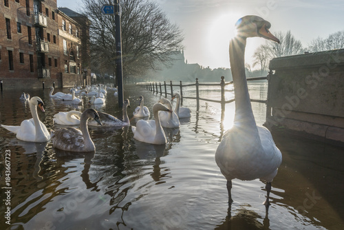 Swans on a flooded river