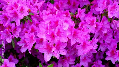 A vibrant close-up background featuring a dense cluster of blooming pink azalea flowers covered in fresh water droplets.