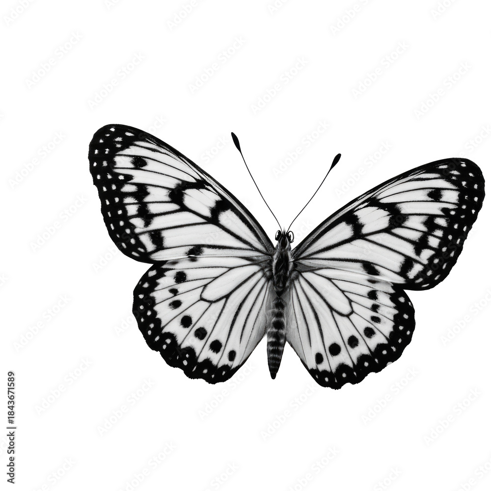 Fototapeta premium A close-up of a black and white butterfly on a white background. transparent background