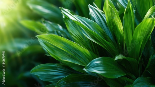 A close-up view of lush green leaves basking in natural light, highlighting the vibrancy of life and the beauty of nature's intricate details and textures.