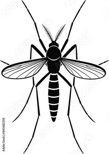 Black and white illustration of a mosquito on white background isolated on white background