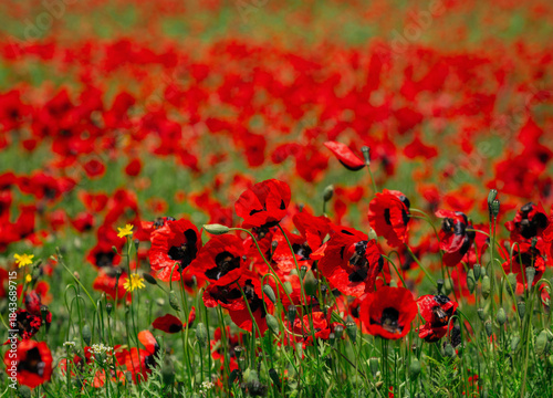 Red poppy flowers in sharp focus in the foreground with a soft blurred field fading into the background, creating a shallow depth of field effect.