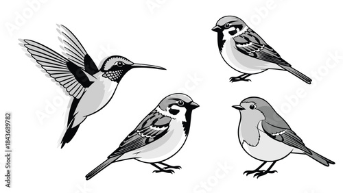 Set of beautifully detailed bird illustrations in grayscale, featuring a flying hummingbird and three different small perched birds.