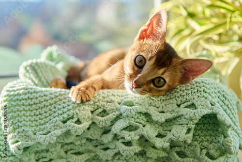 Photography Portrait of wild colored Abyssinian cat, playful three month old kitten in a hom