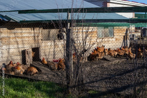 Slika na platnu Chickens grazing in muddy farmyard, free range hens exploring rural poultry coop