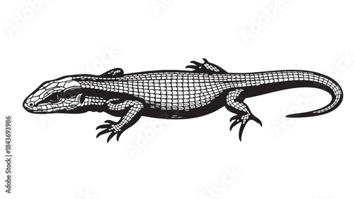 A detailed black and white illustration of a lizard, showcasing intricate scale patterns in a vintage engraving style — stock vector.