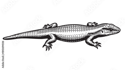 A detailed black and white illustration of a lizard in a classic engraving style, isolated on a white background — stock vector.