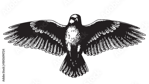 A powerful black and white vector illustration of a bird in flight with fully outstretched wings, viewed from above, rendered in an intricate hand-drawn engraving style — stock vector.