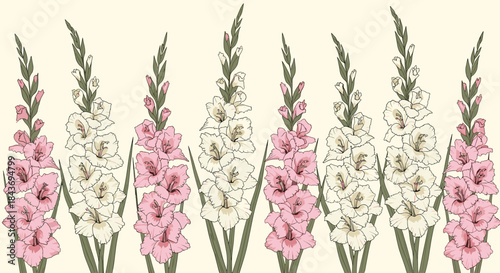 A beautiful seamless floral border of vintage style pink and white gladiolus flowers on an elegant light cream background.