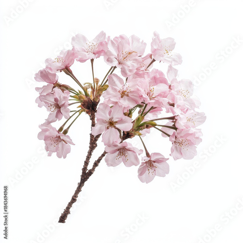 Beautiful light pink blossoms with visible stamens bloom on textured brown branches, isolated against a pristine white background