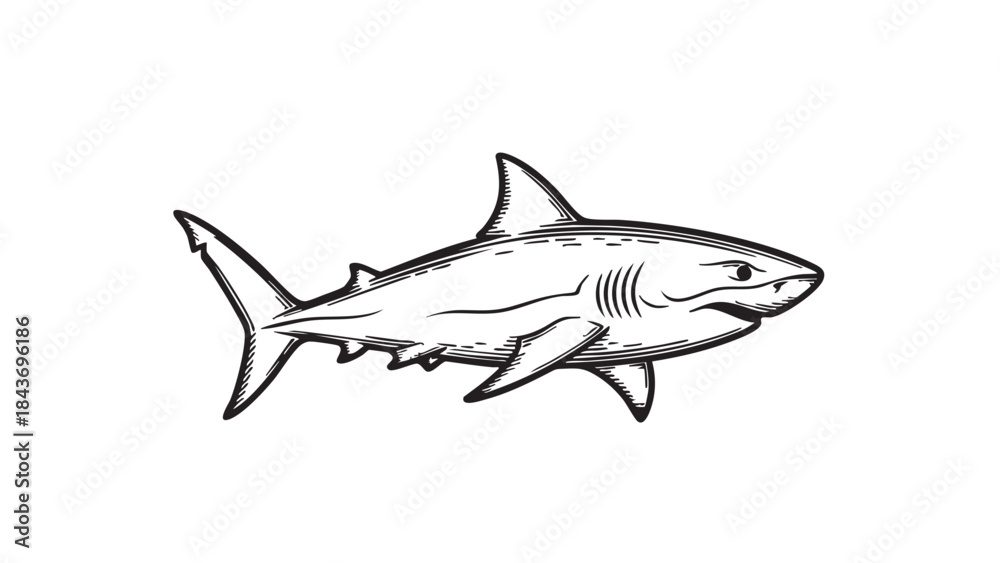 Fototapeta premium A bold, hand-drawn vector illustration of a powerful shark in an engraved or woodcut style, isolated on a white background — stock vector.