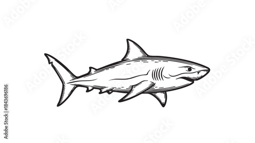 A bold, hand-drawn vector illustration of a powerful shark in an engraved or woodcut style, isolated on a white background — stock vector.