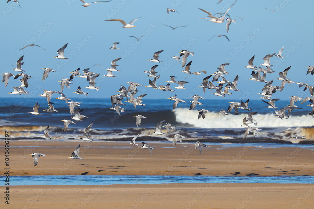 Fototapeta premium Lesser Crested Tern (Sterna bengalensis) Flock Of Birds In Flight Over Beach, Western Cape, South Africa