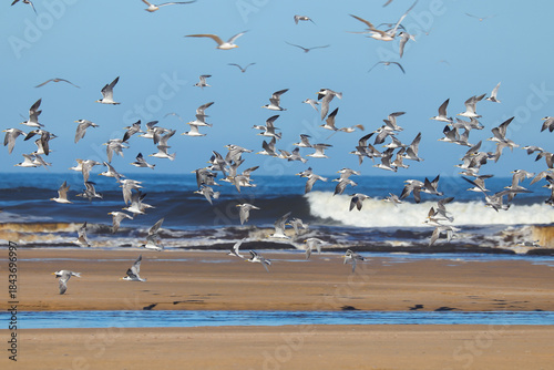 Lesser Crested Tern (Sterna bengalensis) Flock Of Birds In Flight Over Beach, Western Cape, South Africa