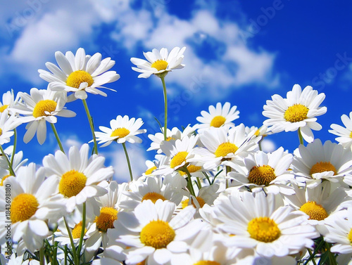 Close-up of numerous white daisies with yellow centers against a vibrant blue sky featuring scattered white clouds