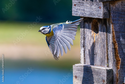 Fliegende Blaumeise 5
