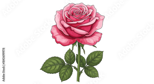 Beautiful Pink Rose Flower with Green Leaves and Stem, Elegant Blossom Illustration