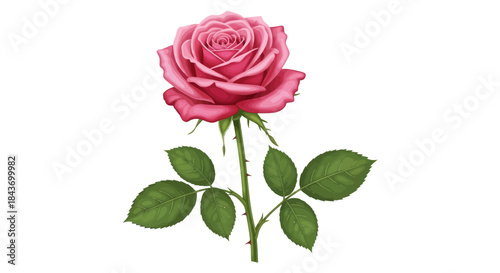 A single perfect pink rose with green leaves and stem on a white background