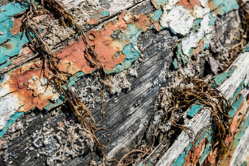 Angled view of a rough, weathered wooden plank covered in peeling multi-colored paint (teal, orange, white) and entangled with dried seaweed strands and salt deposits.