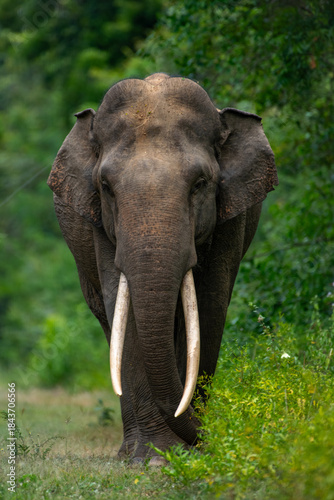 Wild Tusker - Sri Lankan elephant - Elephas maximus maximus
