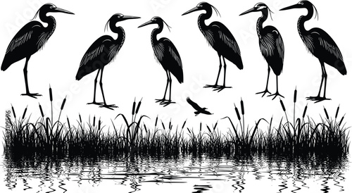 Black and White Silhouettes of Great Blue Herons Standing in Wetland Cattail Grass with Water Reflection, Vector Illustration for Nature and Wildlife Conservation