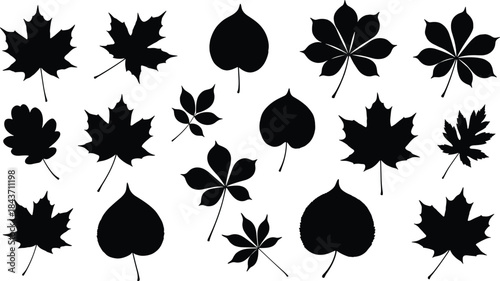 Black Silhouette Leaf Set Vector Illustration, Diverse Collection of Autumn Foliage, Maple, Oak, Chestnut, and Poplar Tree Leaves Isolated on White Background for Fall Design Elements