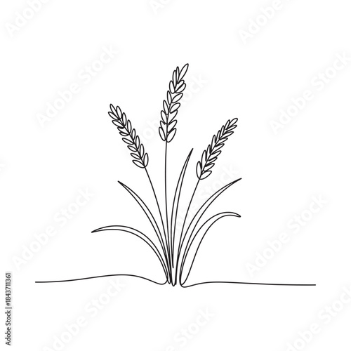 A simple line drawing of three wheat stalks with blades of grass