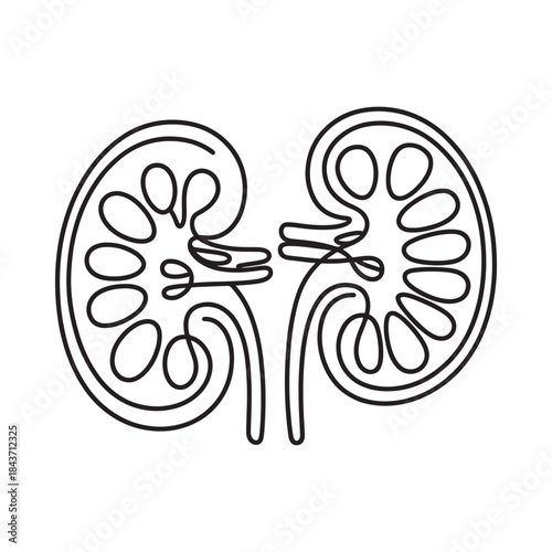 Detailed illustration of human kidneys in a continuous line drawing style
