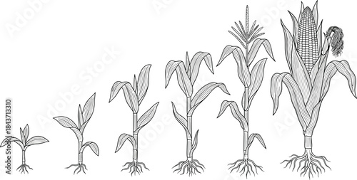 Corn plant growth stages silhouette, agriculture cycle, botanical development, farming timeline, crop evolution, flat vector