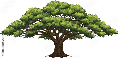 Mature tree with wide canopy, dense foliage, thick trunk, nature illustration, vibrant greenery, stylized design, flat vector