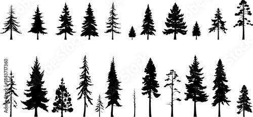 Pine tree silhouettes. Evergreen forest firs and spruces black shapes, wild nature trees templates. Vector woodland. Vector illustration woodland trees set. Transparent background EPS version.