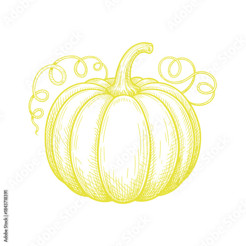 A yellow sketch of a pumpkin with decorative swirls and lines