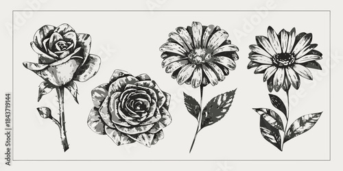 A vintage botanical illustration featuring roses and daisy like flowers