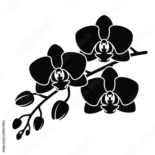 Elegant black and white illustration of orchid flowers on a stem