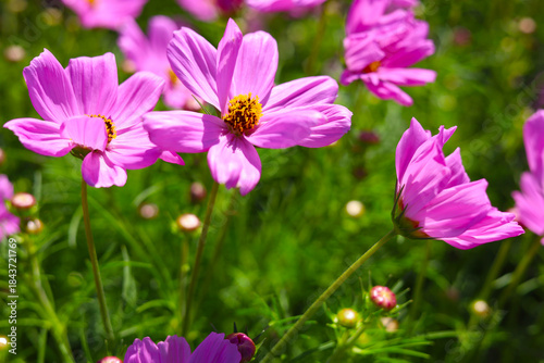 Pink cosmos flowers blooming in a sunny garden.