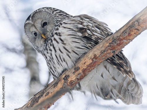 Ural owl perching on a tree branch at a winter forest