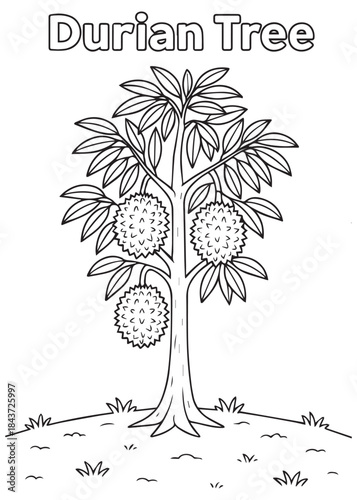 coloring book Durian tree with three big fruits in a small garden