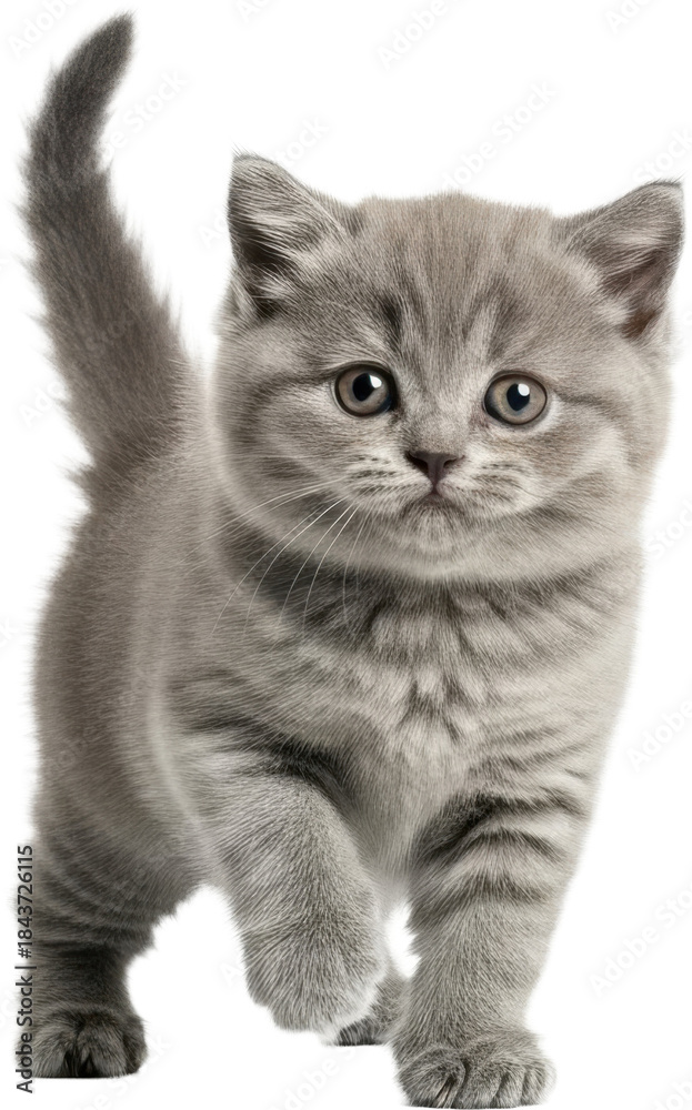 Obraz premium Fluffy grey kitten walking on white background with reflection