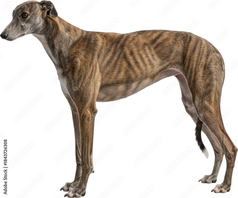 Fototapeta premium Brindle Greyhound Dog Portrait on White Background