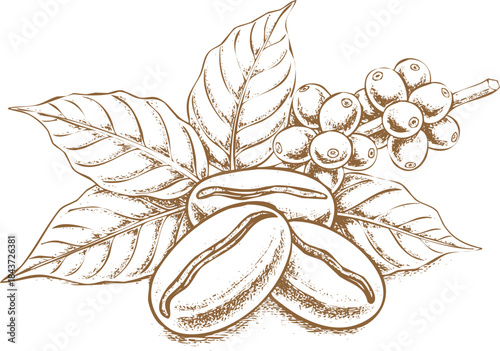 Vintage style engraving art sketch illustration of coffee beans, leaves, and berries on a white background