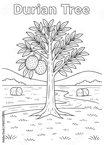 coloring book Durian tree in forest field with tree rows