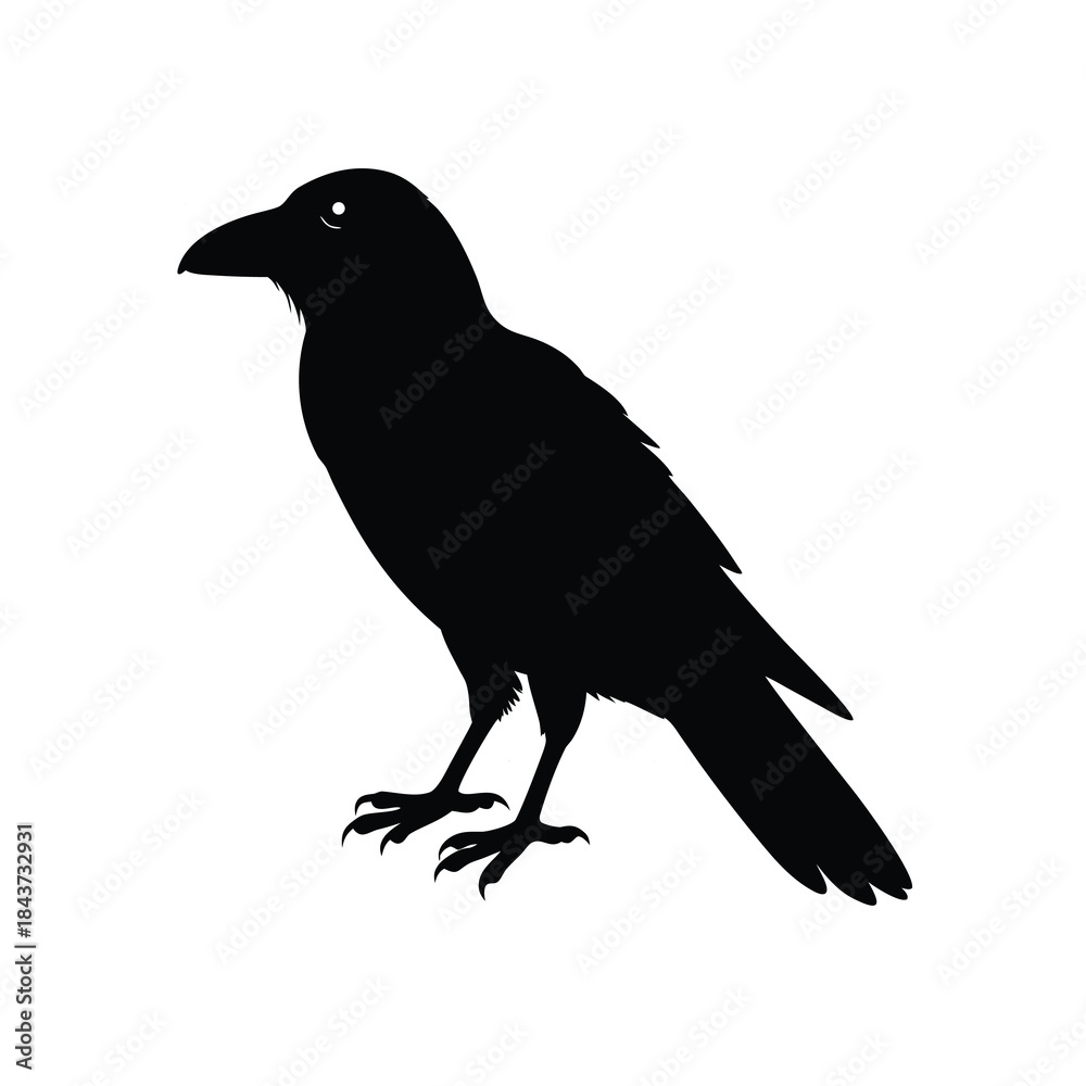 Obraz premium Crow vector isolated on white background, black and white minimal line art illustration