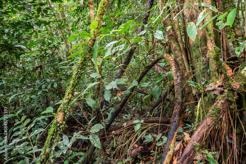 View along the Deer Cave Trail, Gunung Mulu National Park, Sarawak, Borneo, Malaysia
